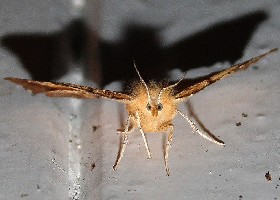 August Thorn moth