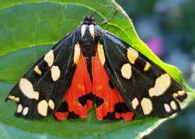 Scarlet Tiger moth