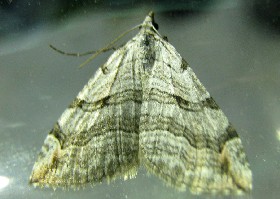Treble-bar moth