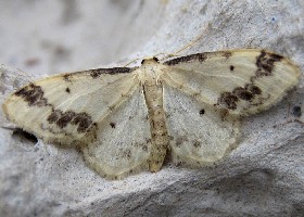 Treble Brown Spot moth