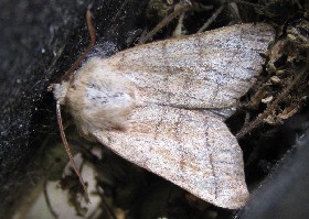 Treble Lines moth