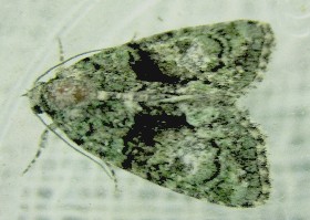 Tree-lichen_Beauty moth