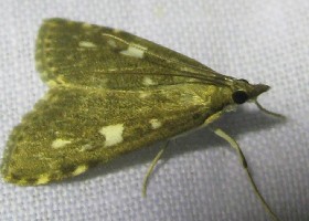 Udea olivalis moth