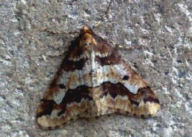 Mottled Umber moth