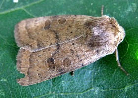 The Uncertain moth