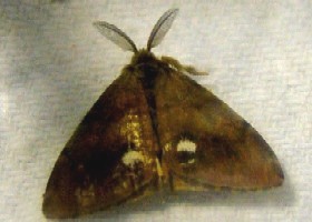 Vapourer moth