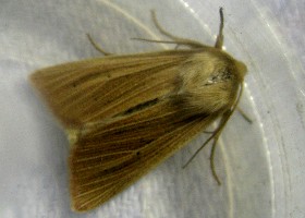 Common Wainscot moth