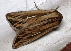 L-album Wainscot moth