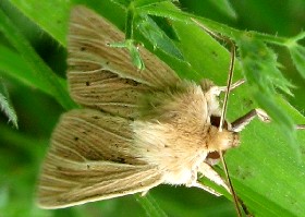 Smokey Wainscot moth