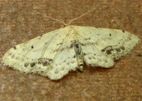 Single-dotted Wave moth
