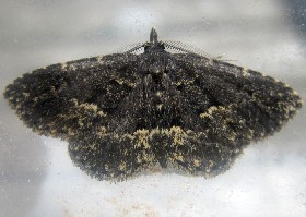 Waved Black moth