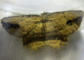 Waved Umber moth