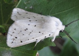 White Ermine moth