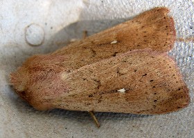 White-point moth