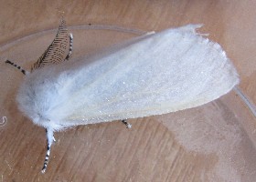 White Satin moth