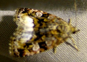 Marbled White Spot moth