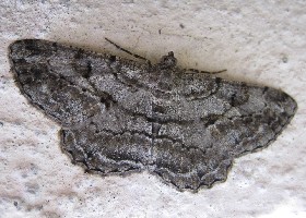 Willow Beauty moth