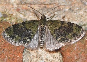 Yellow-barred Brindle