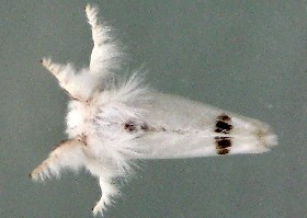 Yellow tail moth