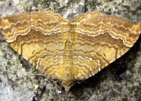 Yellow Shell moth