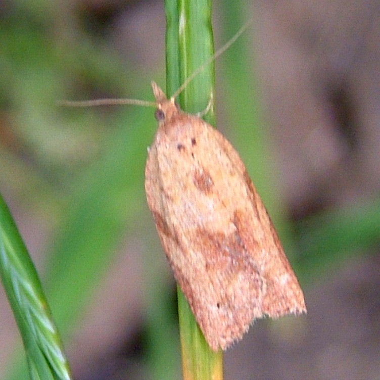 Light Brown Apple moth female