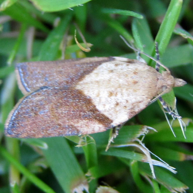 Light Brown Apple moth male