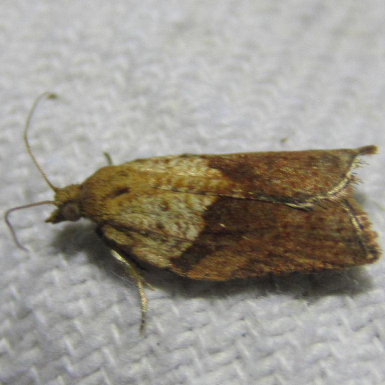 Light Brown Apple moth