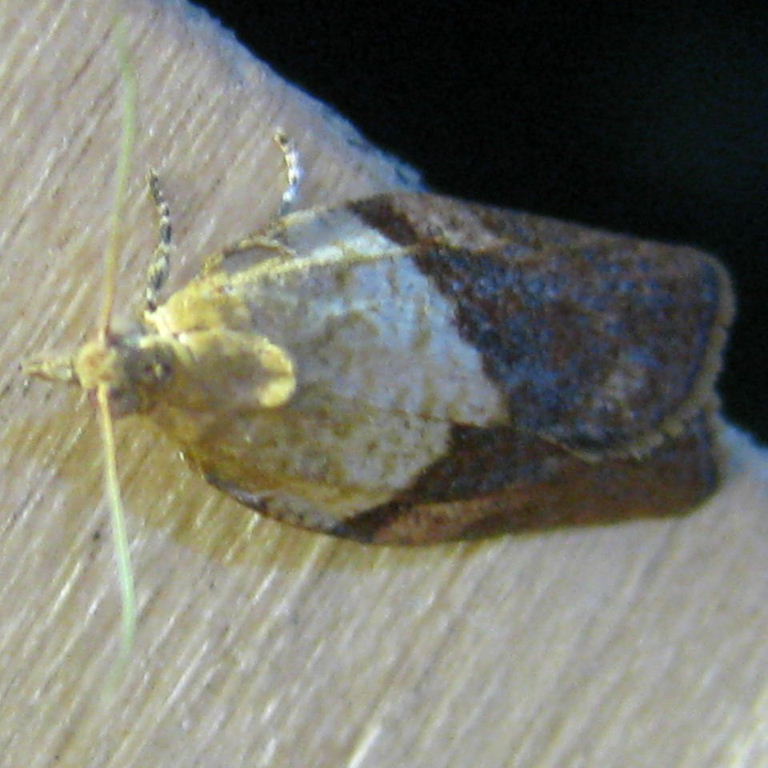Light Brown Apple moth