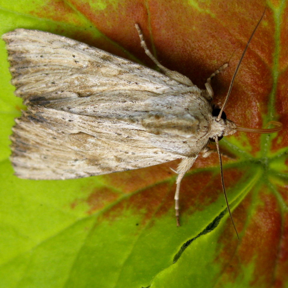 Light Arches moth