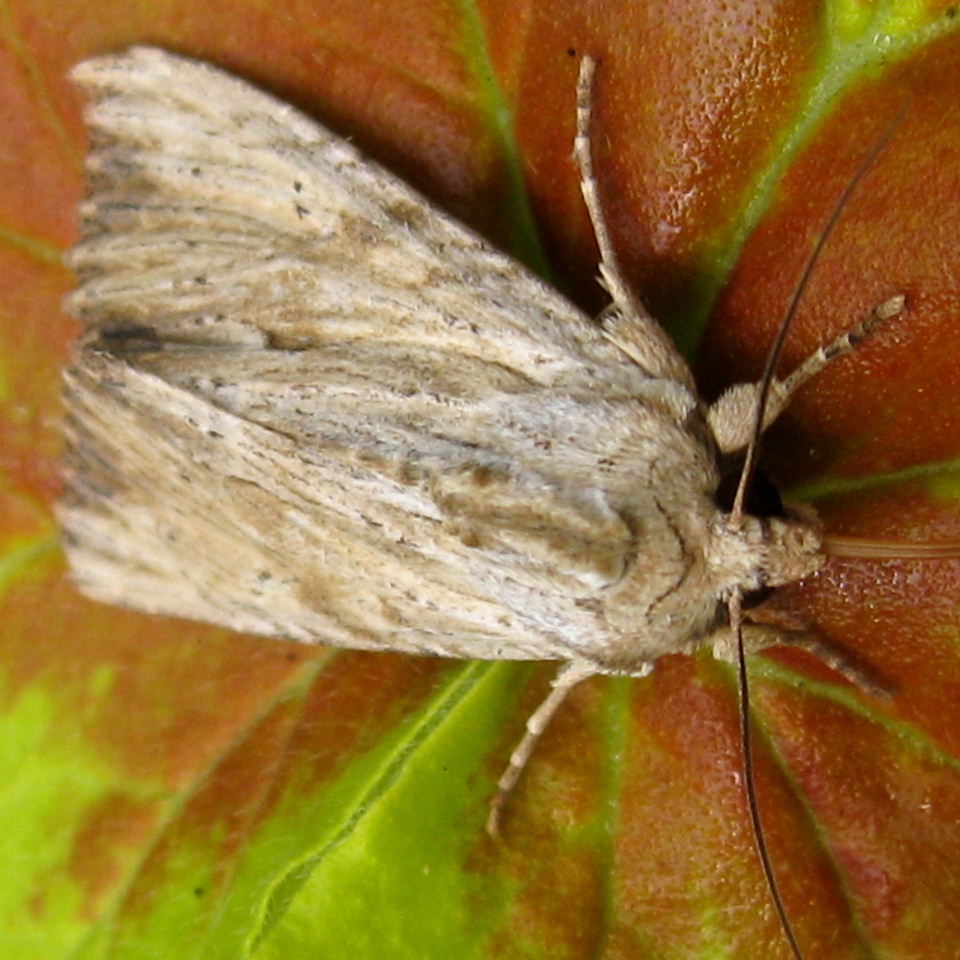 Light Arches moth