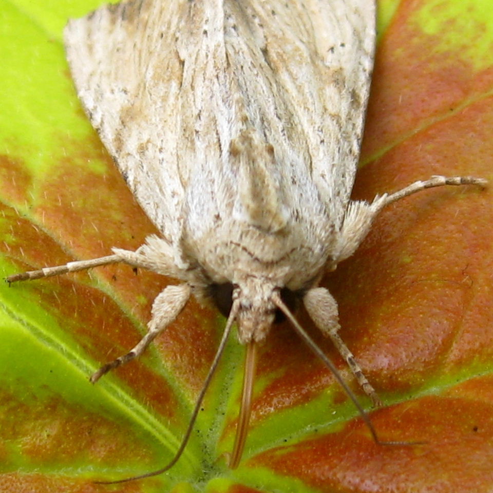 Light Arches moth