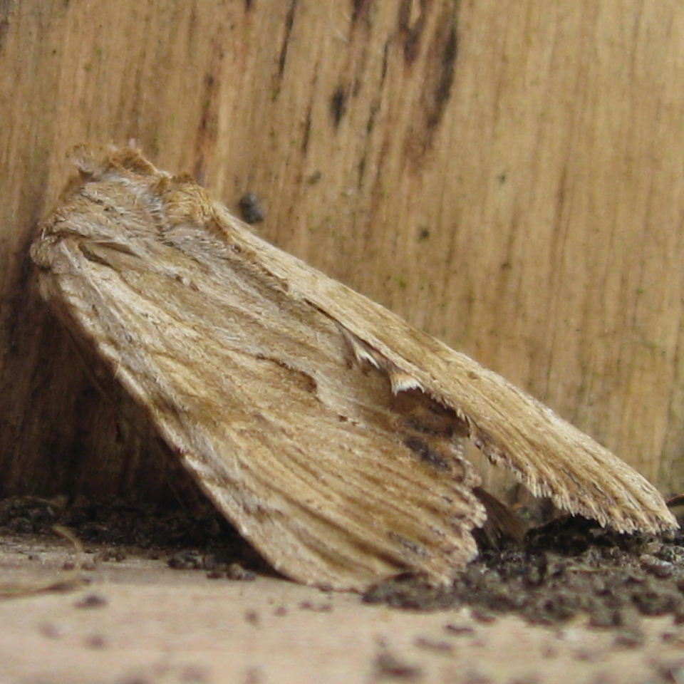 Light Arches moth