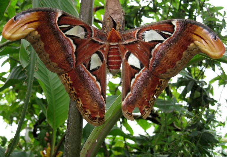 Atlas Moth