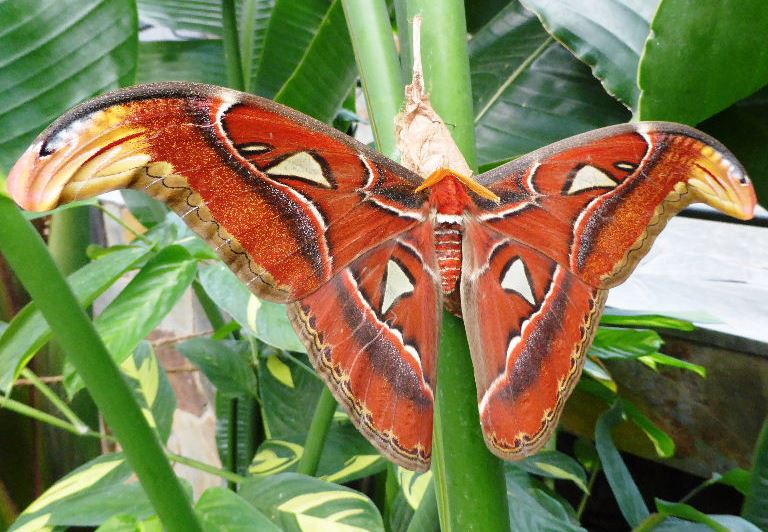 Atlas Moth