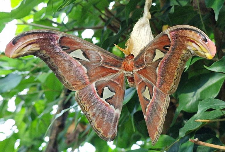 Atlas Moth