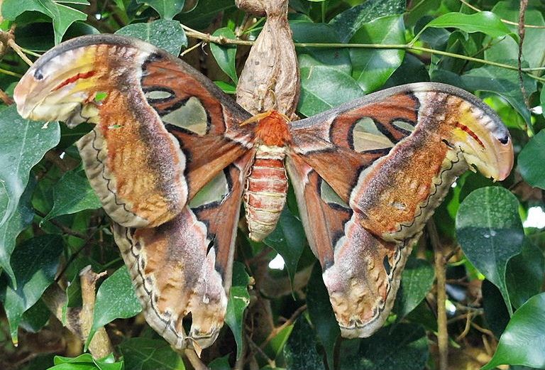 Atlas Moth