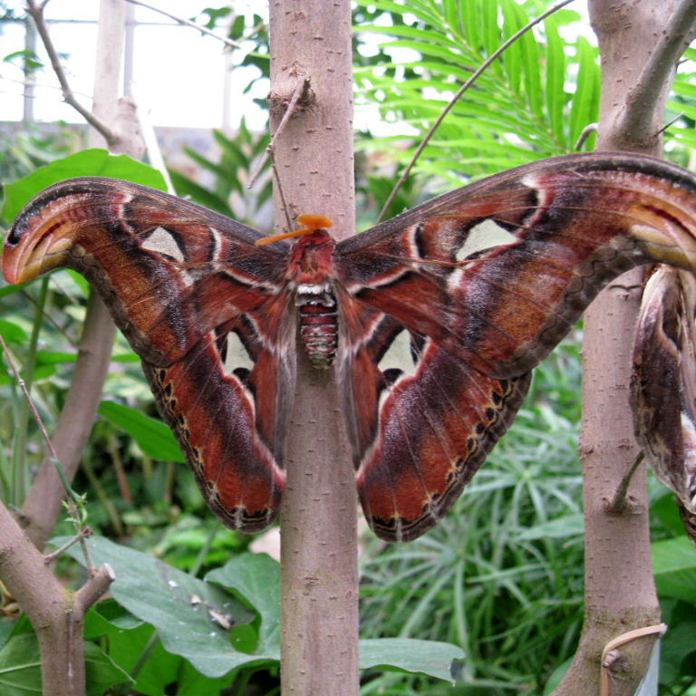 Atlas Moth
