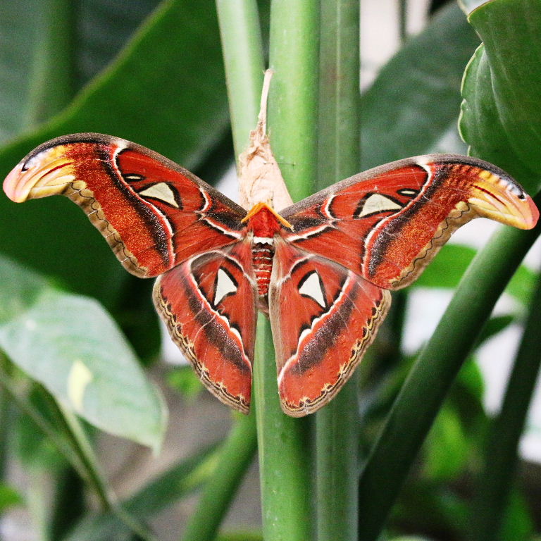 Atlas Moth
