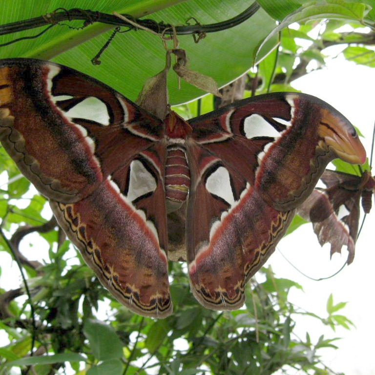 Atlas Moth