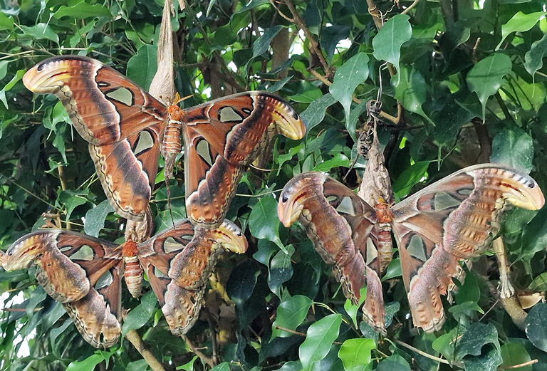 Atlas Moth