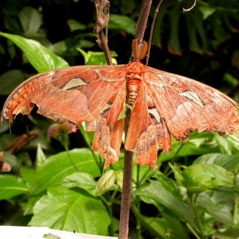 Atlas Moth