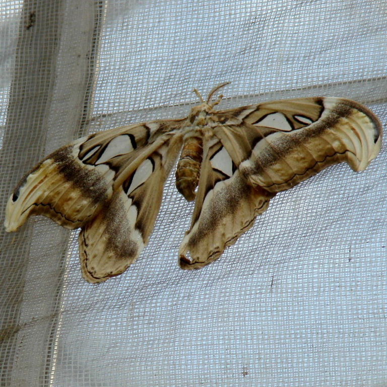 beige Atlas Moth