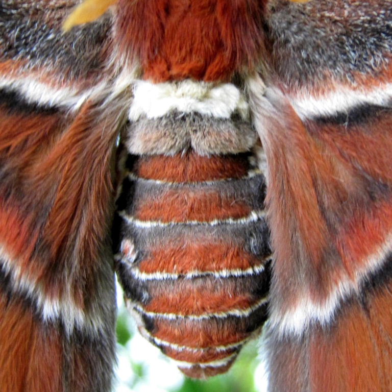 Atlas Moth body