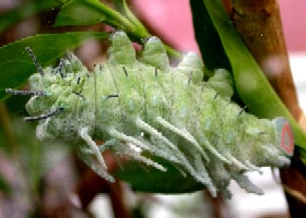 Atlas moth caterpillar