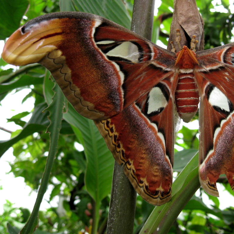Atlas Moth on cocoon