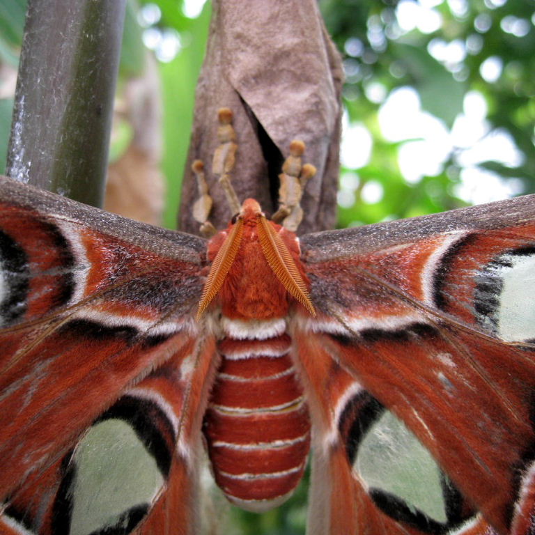 Atlas Moth on cocoon