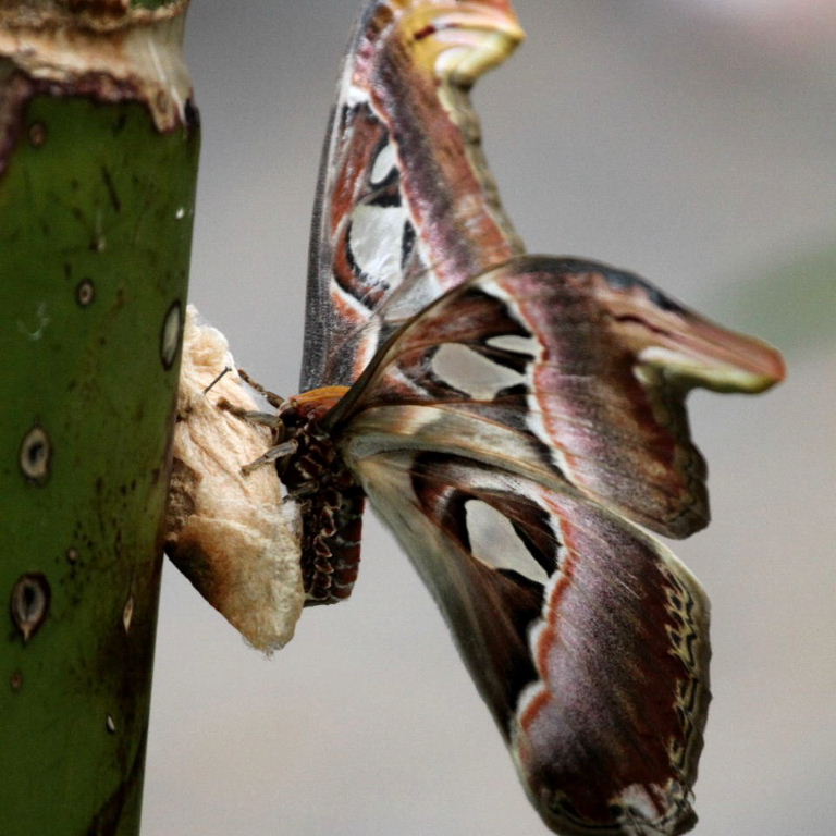 Atlas Moth on cocoon