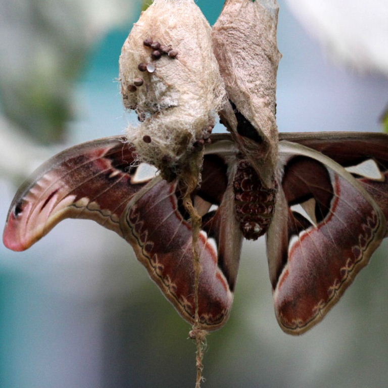 Atlas Moth on cocoon