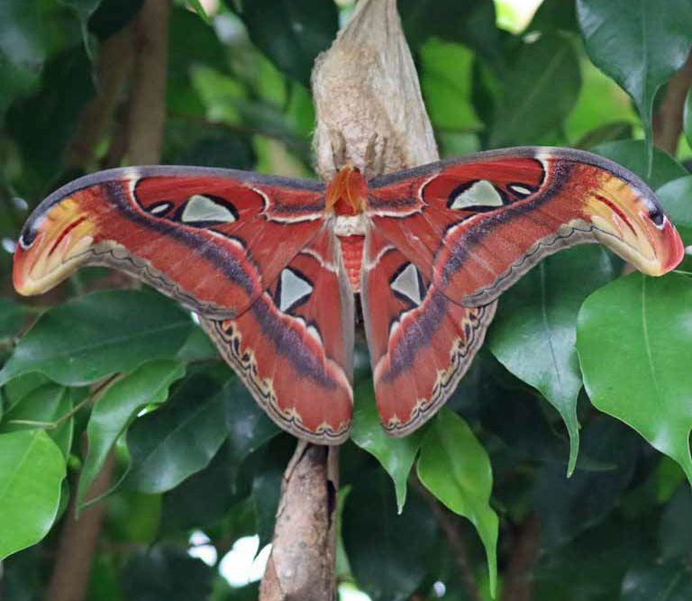 Giant Atlas Moth