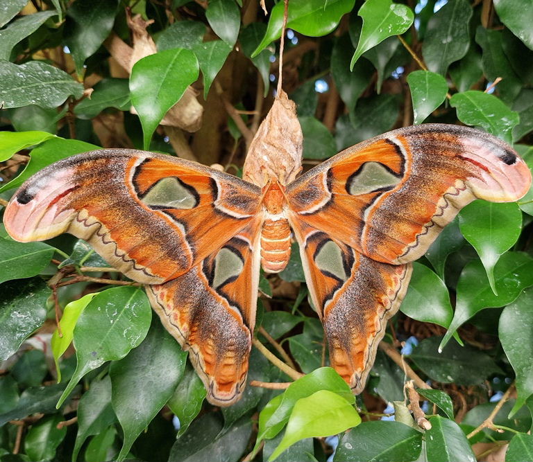 Giant Atlas Moth